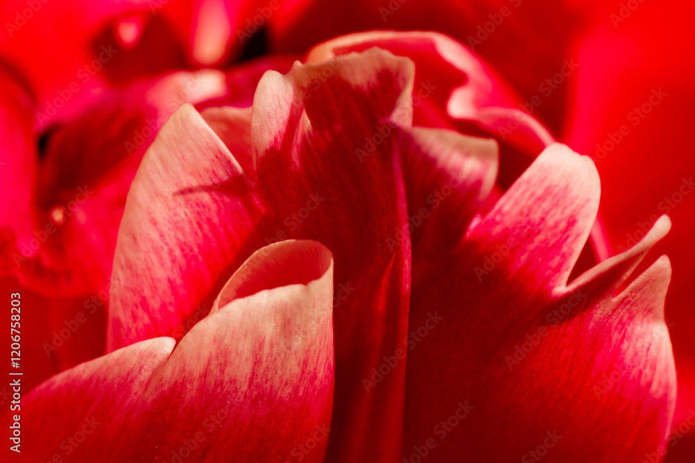 Closeup of curling red petals of a tulip flower. Closeup of curling red petals of a tulip flower.