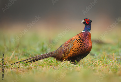 Wallpaper Mural Ringneck Pheasant (Phasianus colchicus) male close up Torontodigital.ca