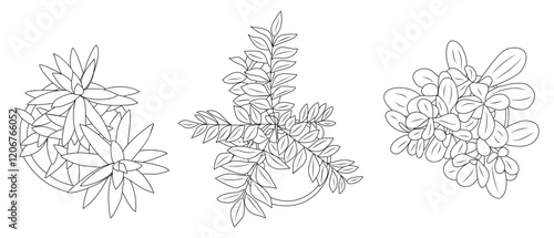 Set of different house plants top view. Cactus, aloe, monstera, palms black line art icons for landscape, architectural, interior design. Hand drawn Vector sketch isolated on transparent background.
