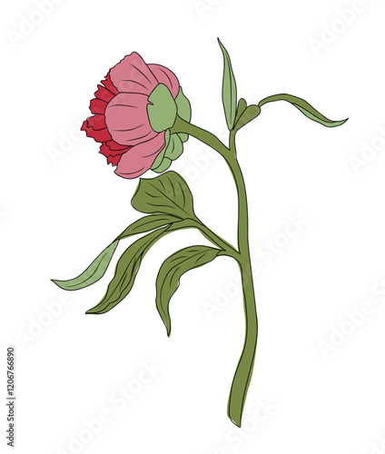 Peony flower with a stem is drawn in a light pink color. The flower is the main focus of the image, and the stem is drawn in a darker pink color