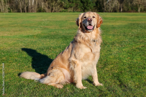 Happy Golden Retriever dog outside at a park on green grass. The friendly pet has his tongue sticking out with a big smile.  photo