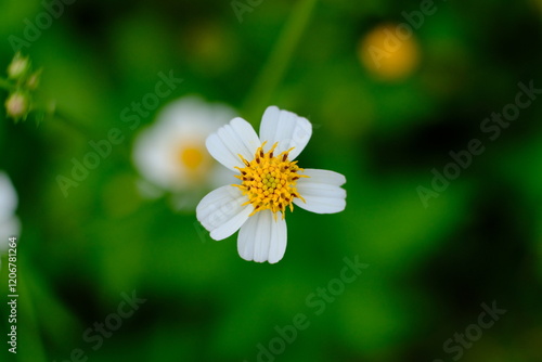 Wildflower