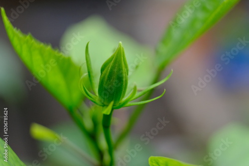 close up of young flower