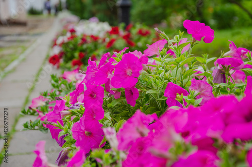 Wallpaper Mural Petunia flowers pink and red decorate gardens Torontodigital.ca