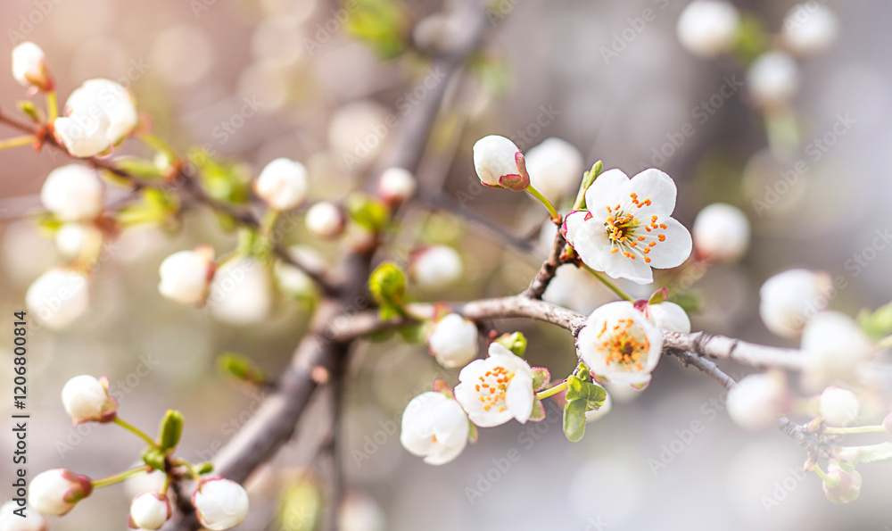 Beautiful blooming white cherry blossoms on branches in soft focus springtime setting Beautiful blooming white cherry blossoms on branches in soft focus springtime setting