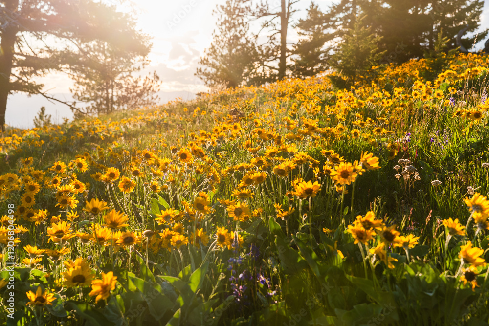 Field Of Wildflowers At Sunset Field Of Wildflowers At Sunset