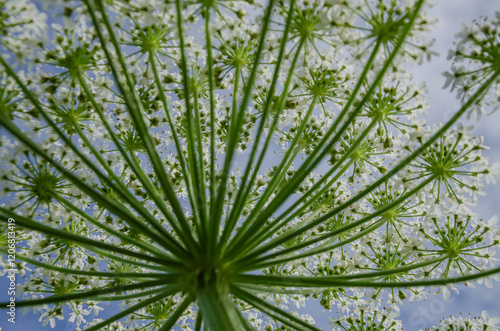 hogweed plant Heracleum umbelliferous against a blue sky, inflorescences pointing upwards photo