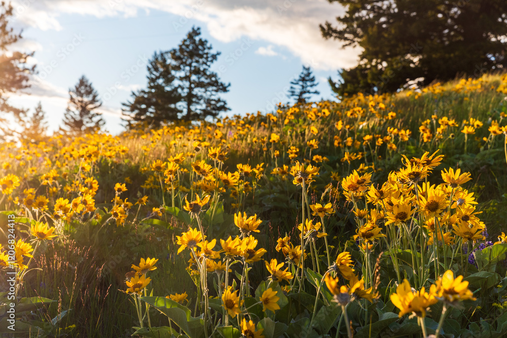 Golden Summer Afternoon In Wildflower Super Bloom Golden Summer Afternoon In Wildflower Super Bloom