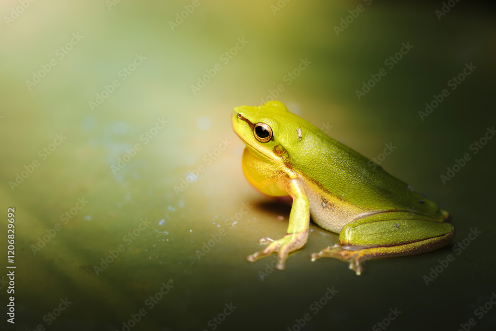 The eastern dwarf tree frog, also known as the eastern sedge-frog, is a species of tree frog. It is a small and very common frog and found on the eastern coast of Australia. The eastern dwarf tree frog, also known as the eastern sedge-frog, is a species of tree frog. It is a small and very common frog and found on the eastern coast of Australia.