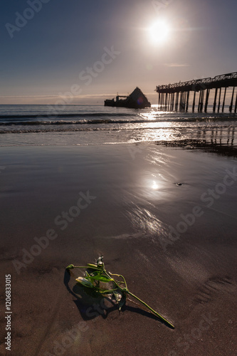 Wide angle shot of a rose on the beach near sea cliff pier in Aptos, California. photo