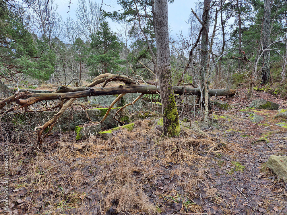Fototapeta premium In the forest