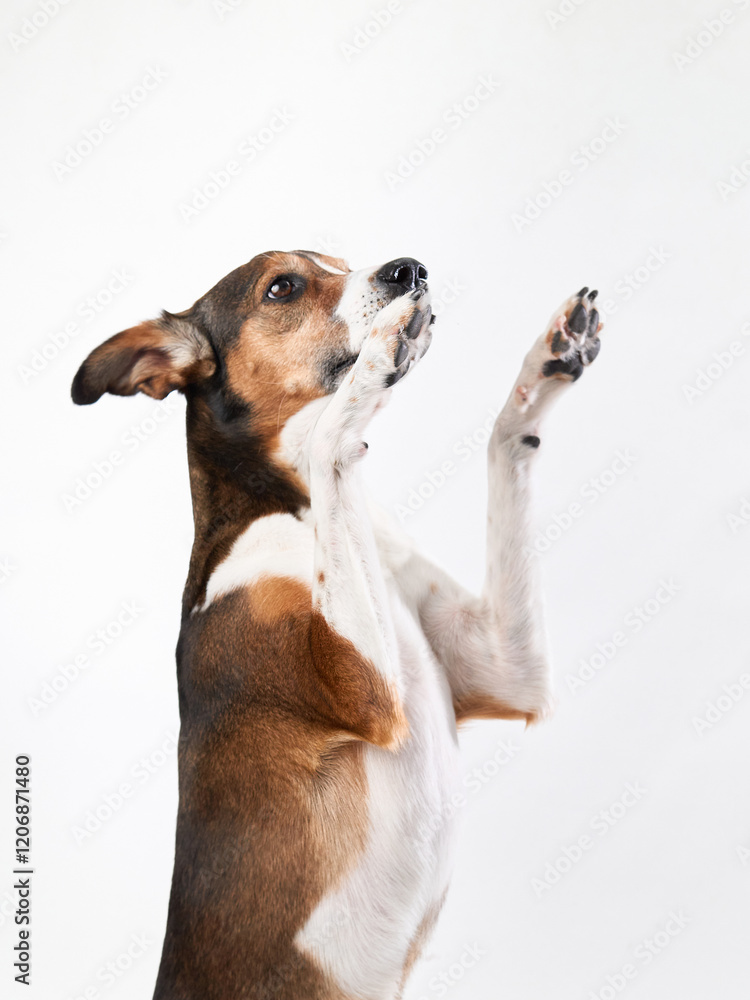 A mixed-breed dog stands on its hind legs against a white background, showcasing an attentive and alert demeanor. A mixed-breed dog stands on its hind legs against a white background, showcasing an attentive and alert demeanor.