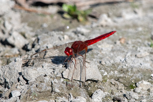 scarlet skimmer or ruddy marsh skimmer, Crocothemis servilia, a species of dragonfly of the family Libellulidae photo