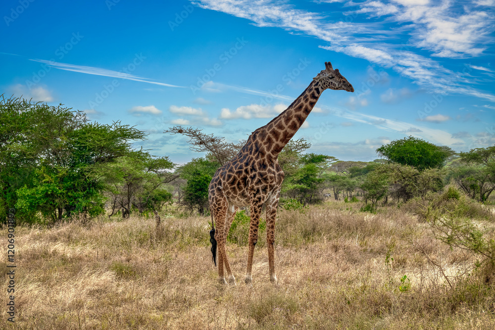 Fototapeta premium The giraffe is a species of artiodactyl mammal, from the Giraffidae family, native to Africa.