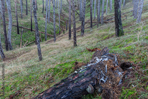 Plucking of a goshawk's prey, on the fallen trunk of a pine tree in a pine forest. Accipiter gentilis. photo