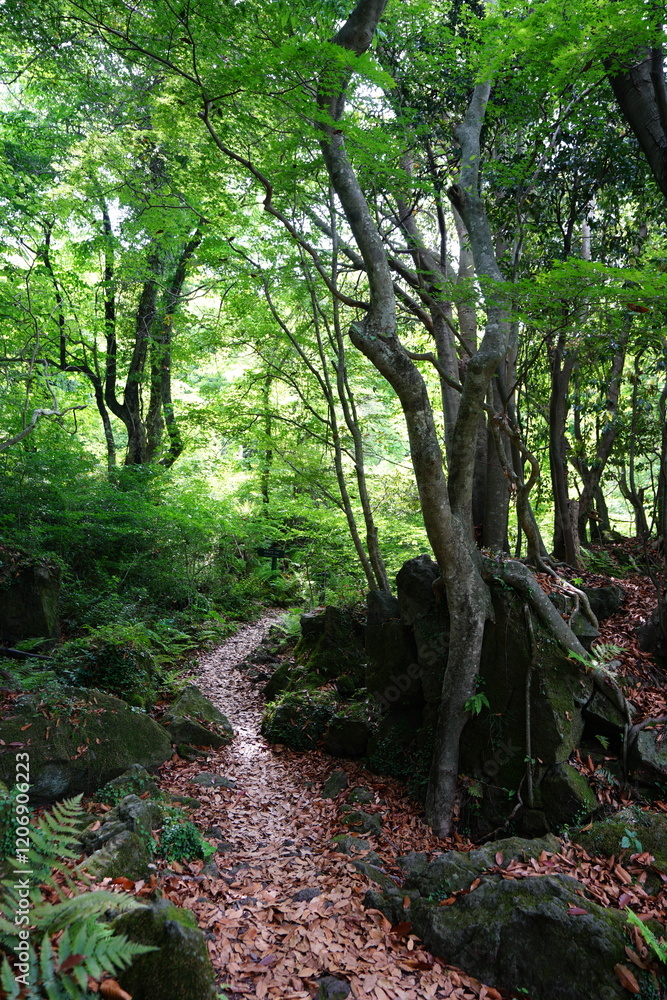 Fototapeta premium spring path through wild forest