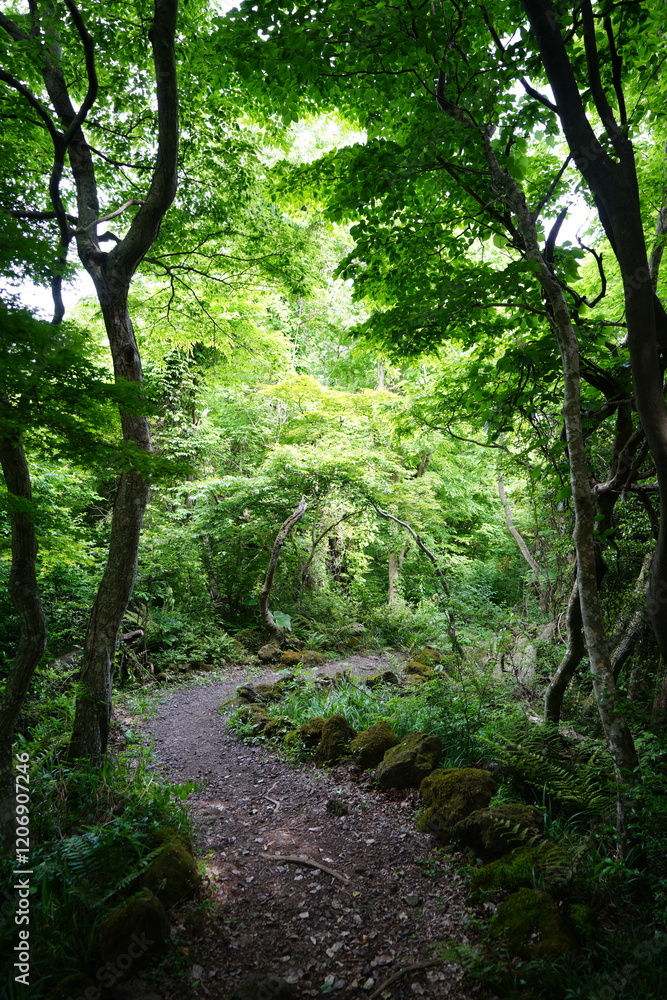 Fototapeta premium fine spring path in the gleaming sunlight