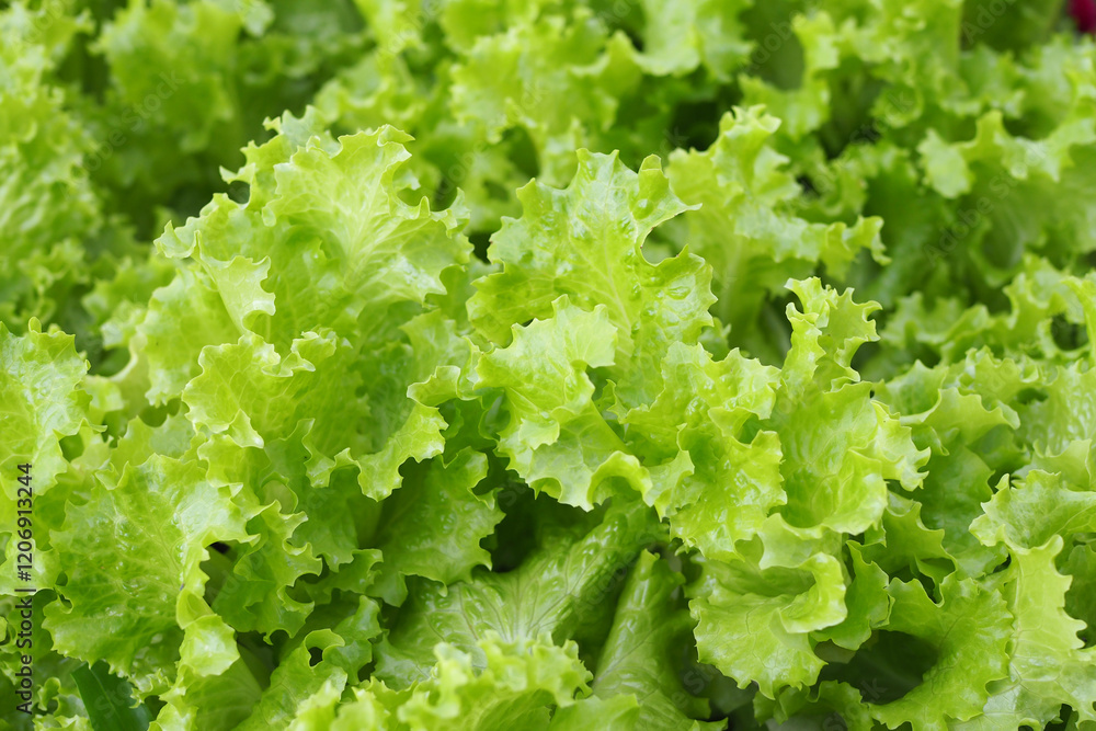 Fresh green salad vegetables in a vegetable garden Fresh green salad vegetables in a vegetable garden