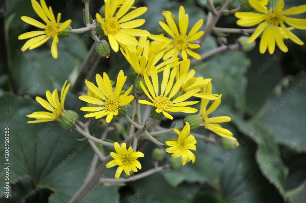 黄色の花 ツワブキ 黄色の花 ツワブキ