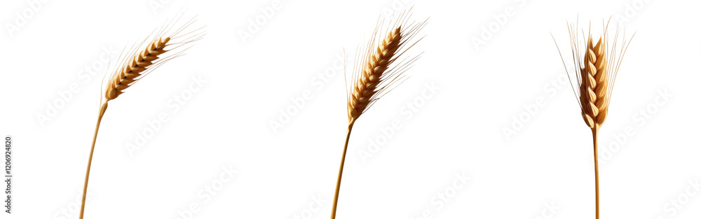 set of A single golden ear of wheat with detailed grains and a slender stalk, isolated on a transparent background set of A single golden ear of wheat with detailed grains and a slender stalk, isolated on a transparent background