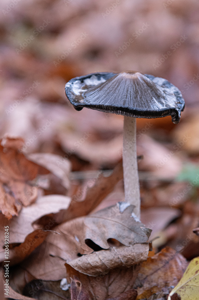 Fototapeta premium Mushroom Coprinopsis picacea close up top view. Specht-Tintling (Coprinopsis picacea, Syn. Coprinus picaceus)