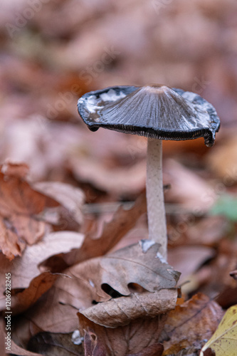 Mushroom Coprinopsis picacea close up top view. Specht-Tintling (Coprinopsis picacea, Syn. Coprinus picaceus)

 photo