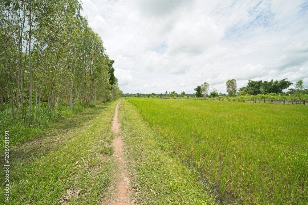 rice fields in isaan thailand during monsoon season. rice fields in isaan thailand during monsoon season.