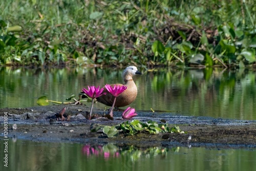 ruddy shelduck or Tadorna ferruginea or Brahminy duck, is member of the family Anatidae, at Dehing Patkai, Assam, India photo