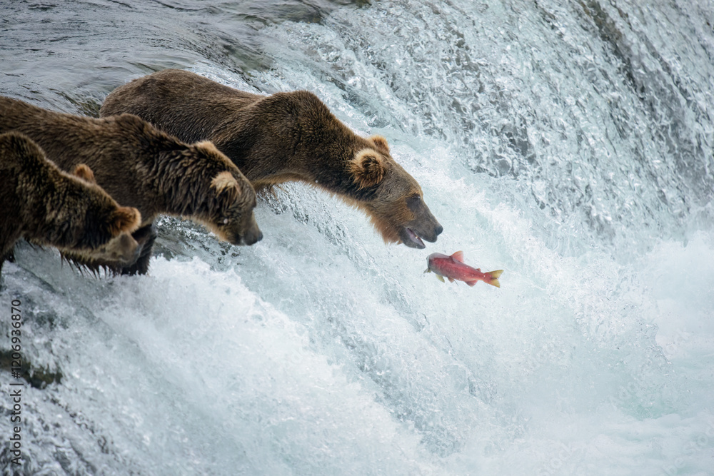 Red sockeye salmon jumping up Brooks Falls. Brown bears waiting to catch sockeye. Katmai National Park and Preserve. Alaska.