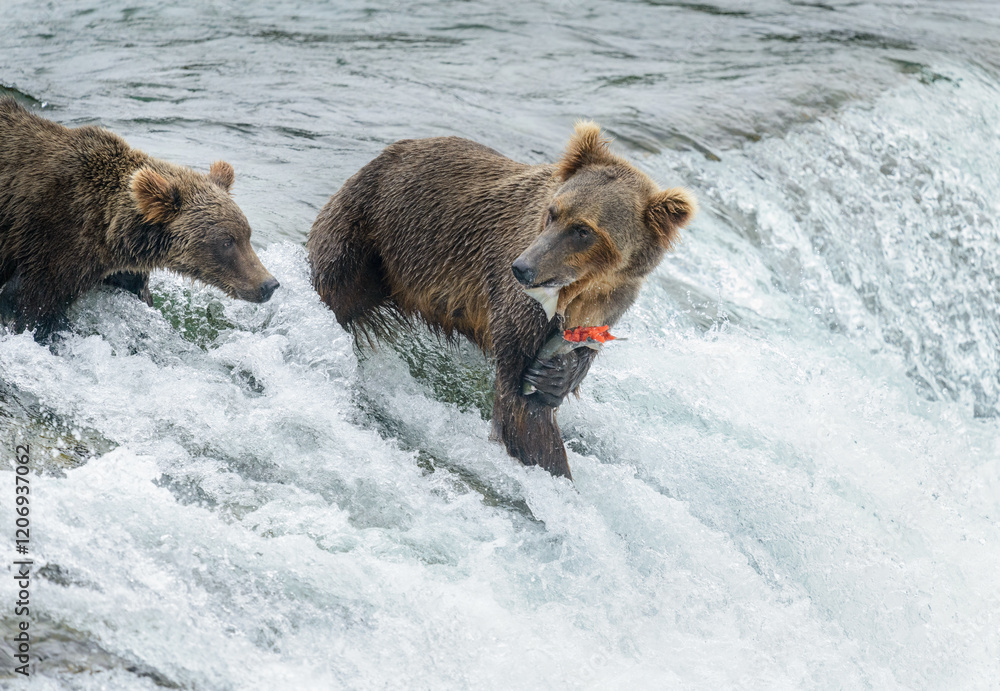 One brown bear with a salmon in its paw, the other bear wants to have a bite. Brooks Falls. Katmai National Park. Alaska.