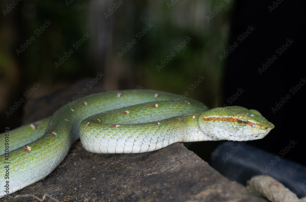 Obraz premium Green tropical venomous snake on a branch in Thailand