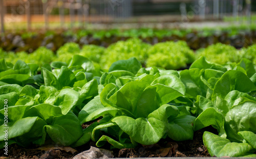 Fresh organic natural farm.for salad vegetables