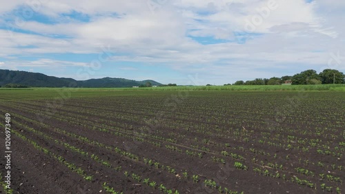 Sugar Cane Seedlings in Murwillumbah photo