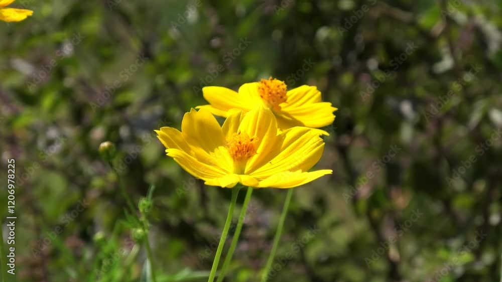 Beautiful yellow flowers of garden plants swaying in the breeze Beautiful yellow flowers of garden plants swaying in the breeze