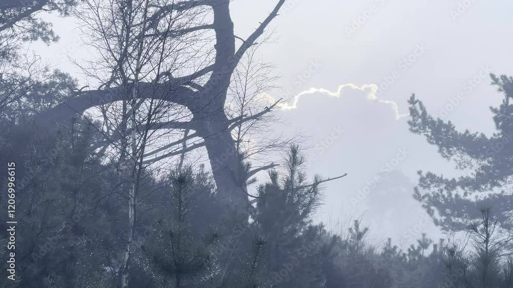 A gentle pan from left to right reveals trees and clouds softly veiled by thin fog. A gentle pan from left to right reveals trees and clouds softly veiled by thin fog.
