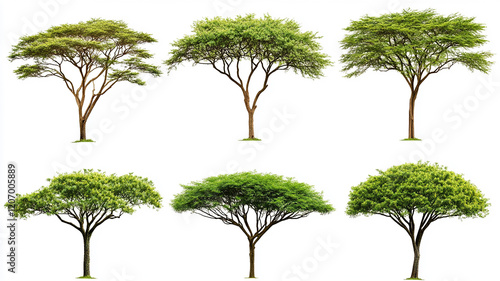 Collection of isolated African acacia trees on a white background. Plant and flower concept