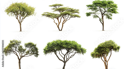 Collection of isolated African acacia trees on a white background. Plant and flower concept