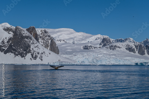 Humpback whale's tail. Whales in Antarctica. photo