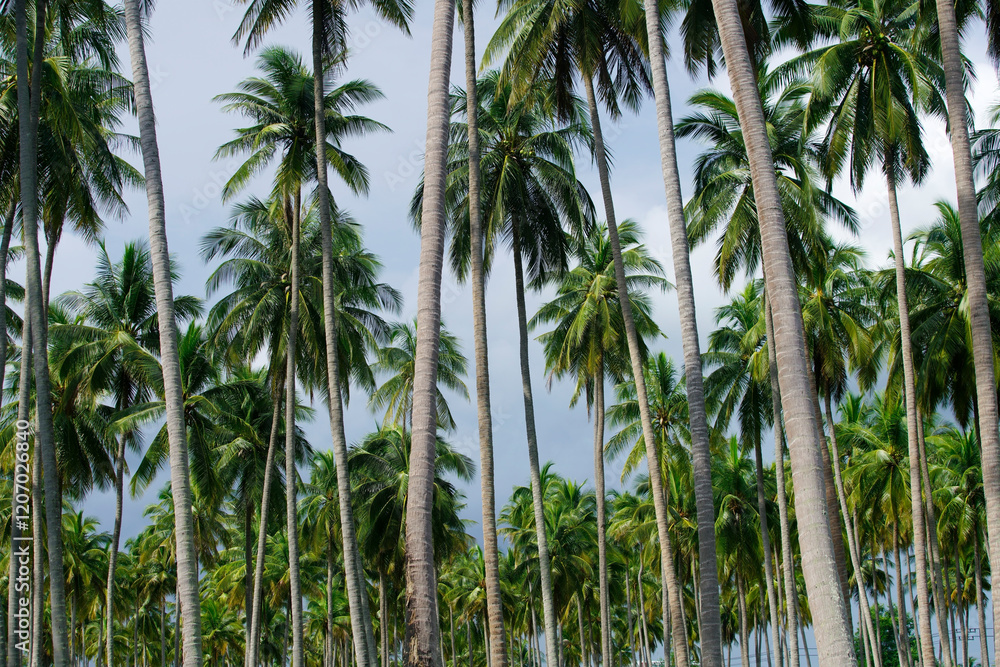 Lush Tropical Palm Trees in a Serene Landscape under Cloudy Sky Lush Tropical Palm Trees in a Serene Landscape under Cloudy Sky