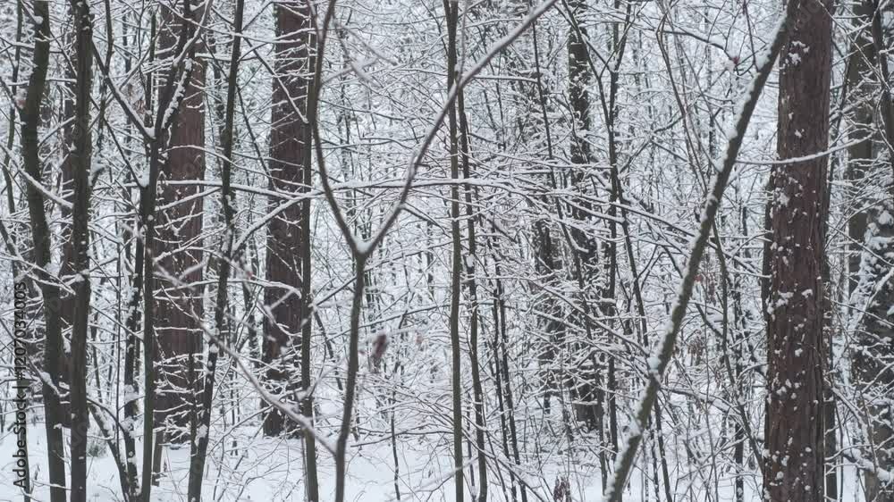 Quiet moment in a snowy winter forest filled with tall trees and a serene path disappearing into the frosted landscape. Background with empty park during cold weather. Quiet moment in a snowy winter forest filled with tall trees and a serene path disappearing into the frosted landscape. Background with empty park during cold weather.