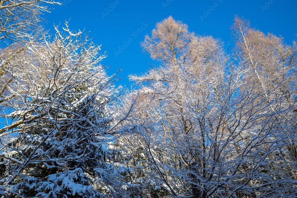 Snow-covered trees under a clear blue sky. Snow-covered trees under a clear blue sky.