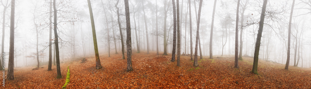 Obraz premium Panorama od Fog and mist in forest at autumn