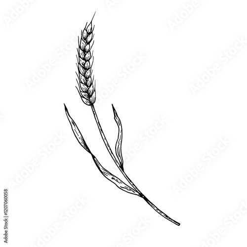 Vector ear of wheat. Graphic ink, eco, organic rye or barley illustration isolated on background. Hand drawn whole bread grains or field cereal nutritious line sketch. For designers, prints, logo