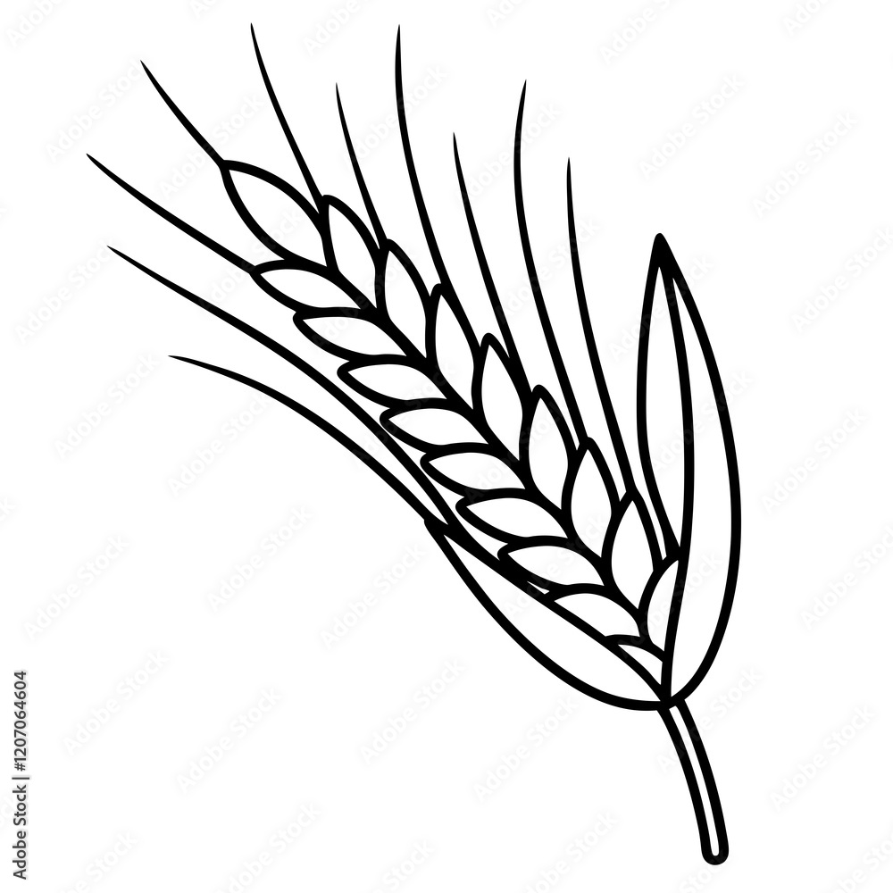 Elegant Barley Grain Vector Art Elegant Barley Grain Vector Art