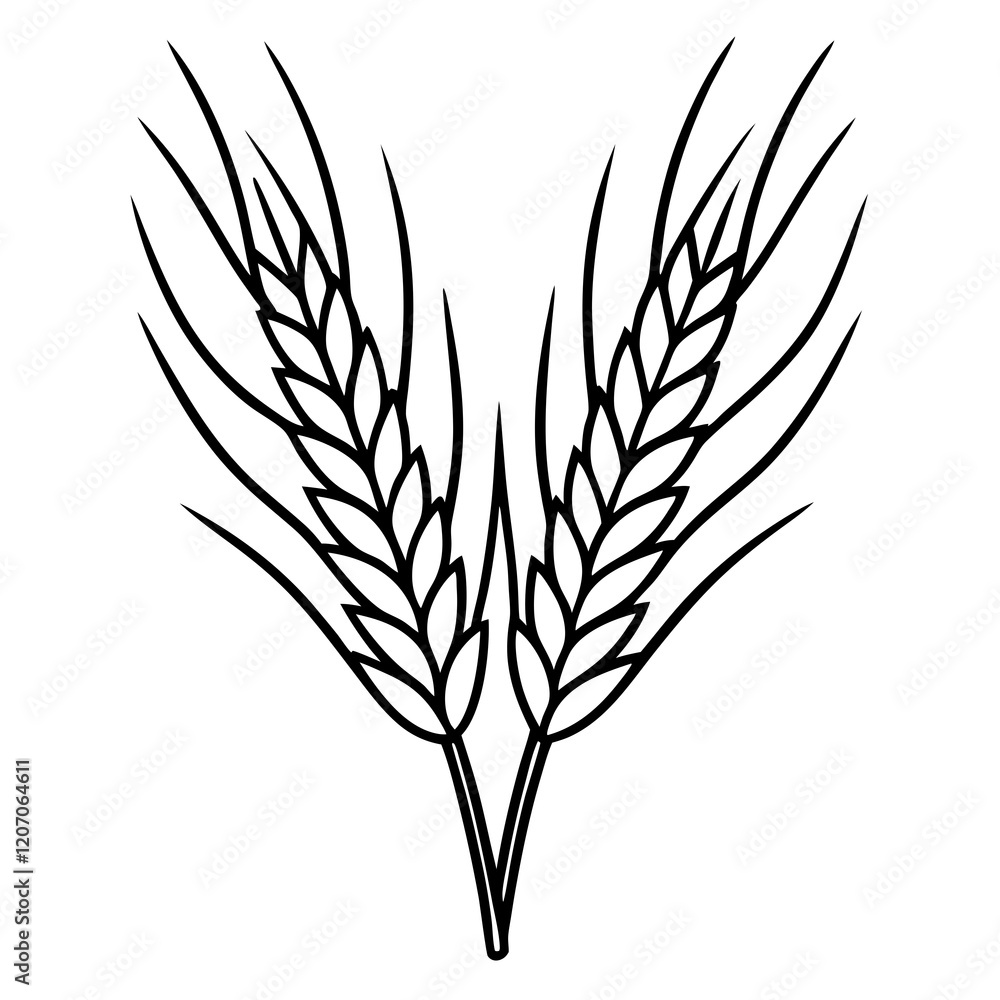 Elegant Barley Grain Vector Art Elegant Barley Grain Vector Art