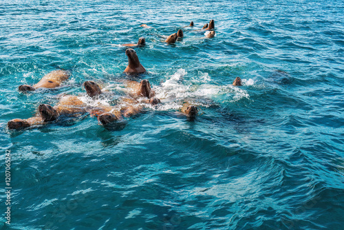 The rookery of Steller sea lions. A group of northern sea lions swimming in the sea near Nevelsk City, Sakhalin Island photo