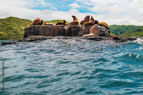 The rookery of Steller sea lions. A group of northern sea lions resting on the breakwater in the sea near Nevelsk City, Sakhalin Island photo