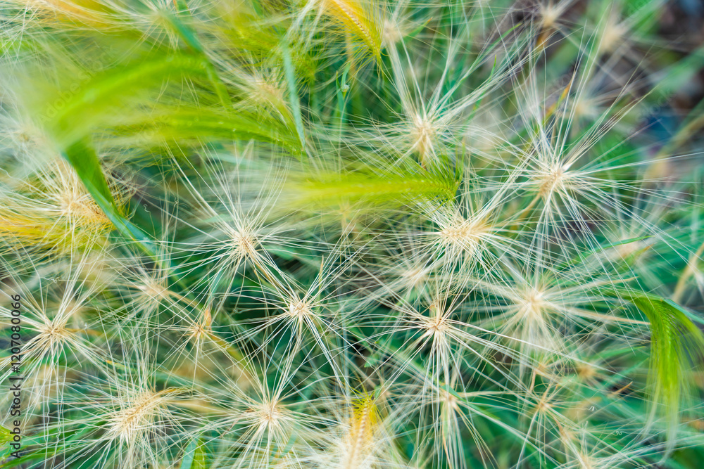 Green blades interweaving, seed heads dancing, revealing delicate grass texture in soft, natural light