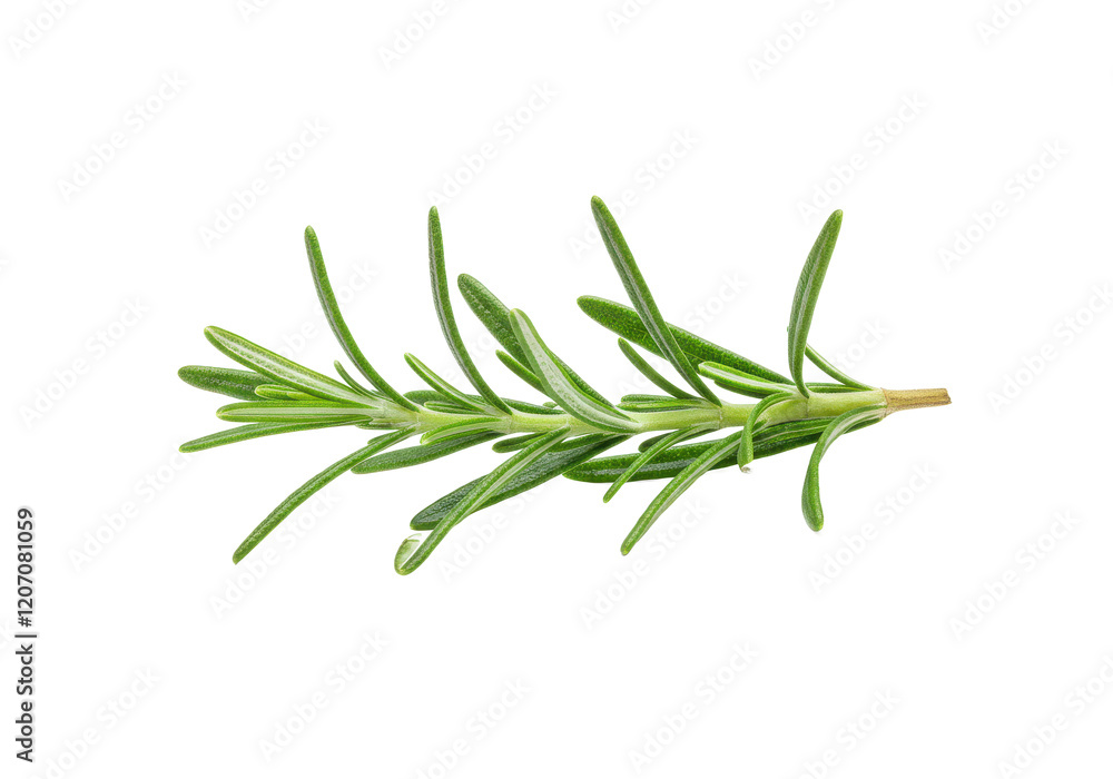 Fresh green sprig of rosemary, isolated on white background Fresh green sprig of rosemary, isolated on white background