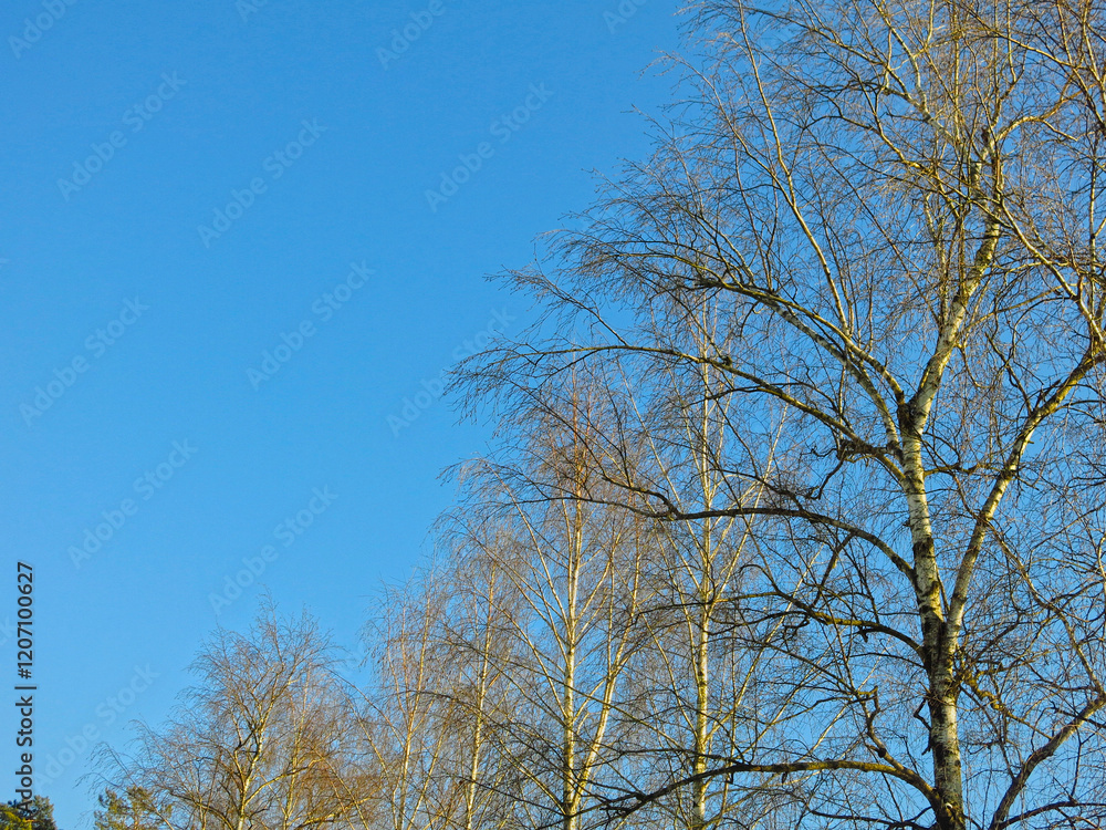 birch tree without leaves against a blue sky birch tree without leaves against a blue sky